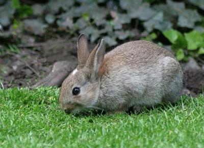 Moray - rabbit